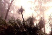 Grass Trees, NSW, Australia
